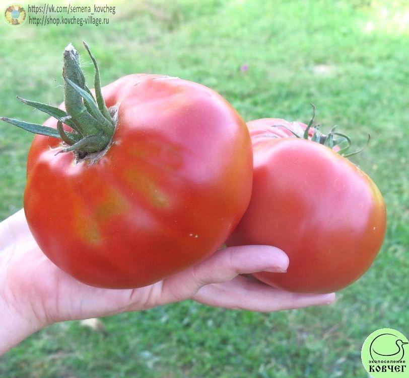 38. Старообрядческий (13)_1 2024г. Семена томата Старообрядческий