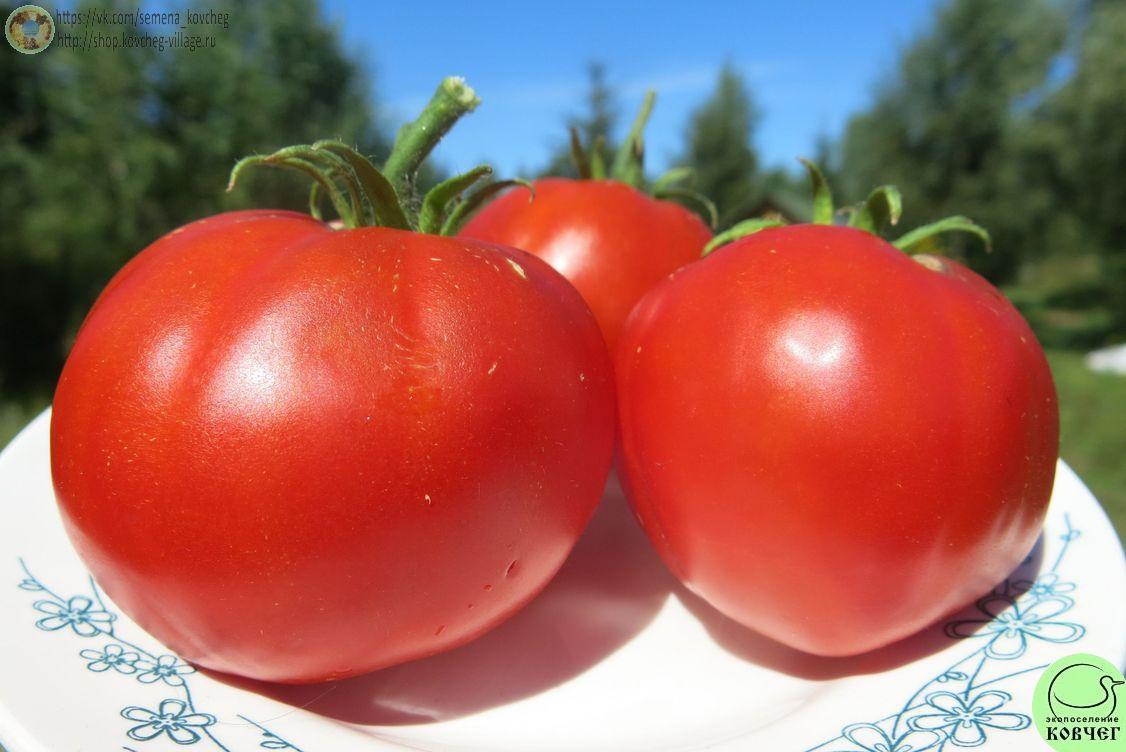 38. Старообрядческий (6)_1 2024г. Семена томата Старообрядческий