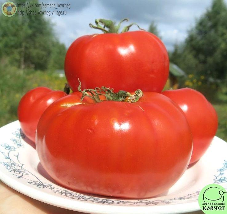 39. Стопудовый (2)_1 Семена томата Стопудовый