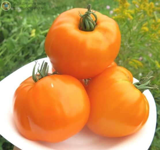 Семена томата Большой бельгийский