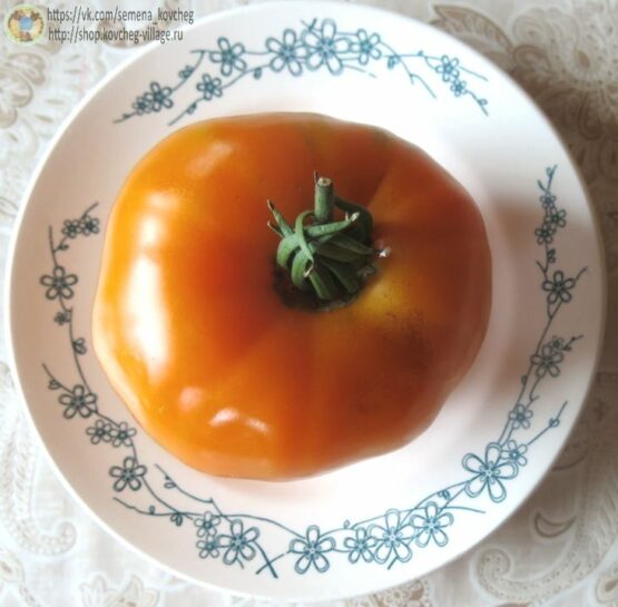 Семена томата Большой бельгийский