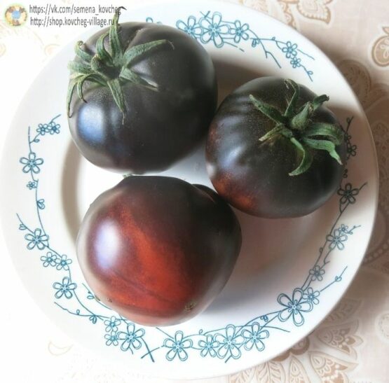 Семена томата Черный красавец