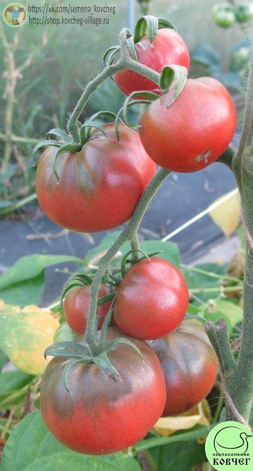 46. Чёрный слон (10)_1 2025г. Семена томата Чёрный слон