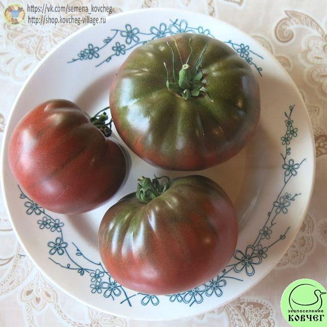 46. Чёрный слон (12)_1 2025г. Семена томата Чёрный слон