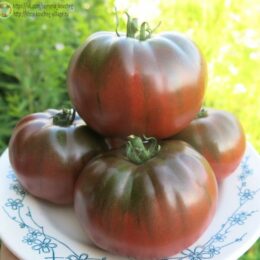 2025г. Семена томата Чёрный слон