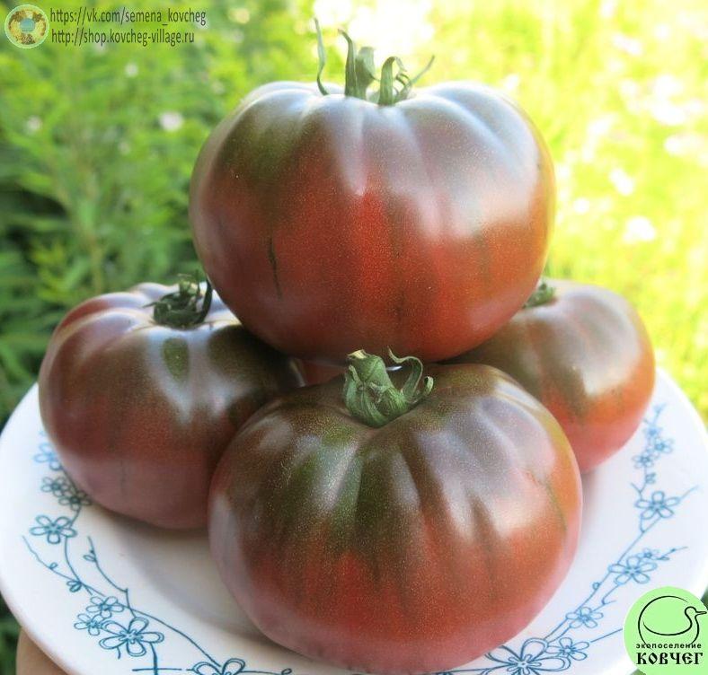 46. Чёрный слон (17)_1 2025г. Семена томата Чёрный слон