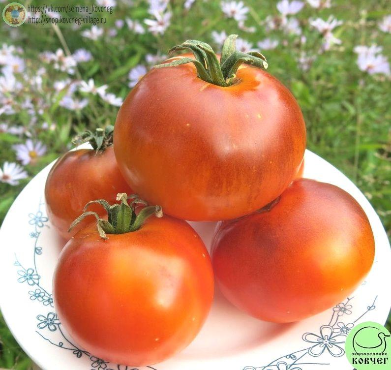 50. Ясный самоцвет (9)_1 Семена томата Ясный самоцвет