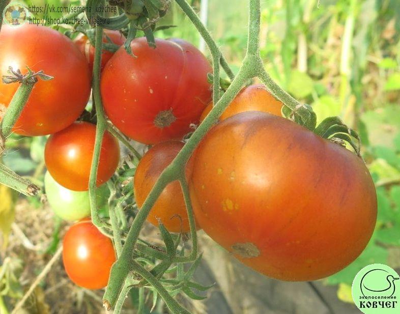 50. Ясный самоцвет_1 Семена томата Ясный самоцвет