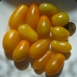 Семена томата Ампельные Золотая Груша