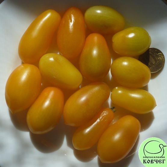 Семена томата Ампельные Золотая Груша