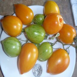 Семена томата Жёлтый Вкус