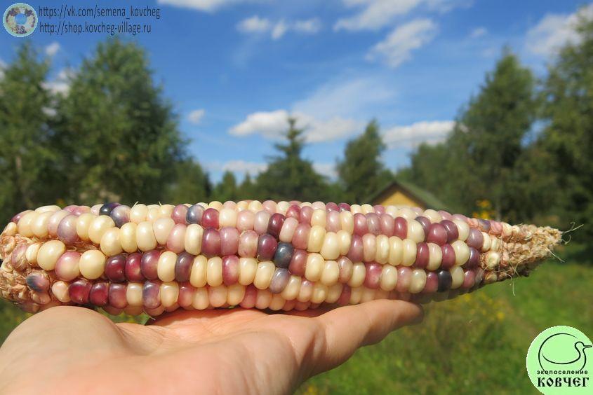 К17. Стеклянный калейдоскоп (4)_1_1 Семена кукурузы Стеклянный калейдоскоп