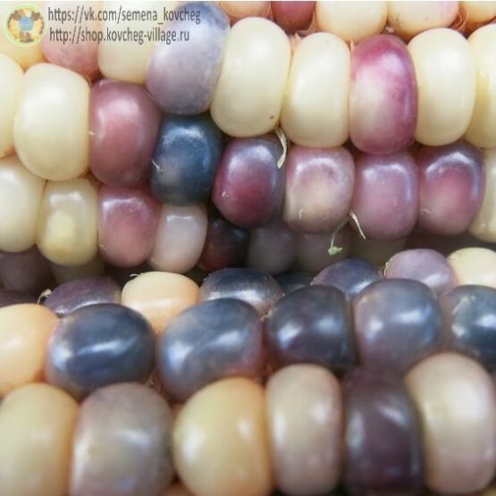 Семена кукурузы Стеклянный калейдоскоп