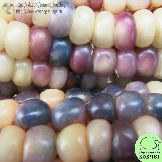 К17. Стеклянный калейдоскоп_1 Семена кукурузы Стеклянный калейдоскоп