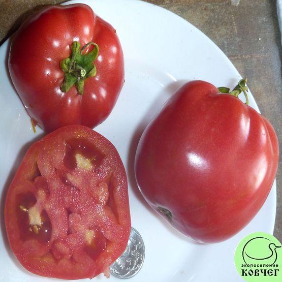 Семена томата Квадратный из Ирана