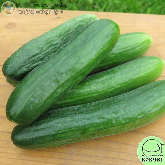 Огурец Бакинские_1 2023г. Семена огурца Бакинские