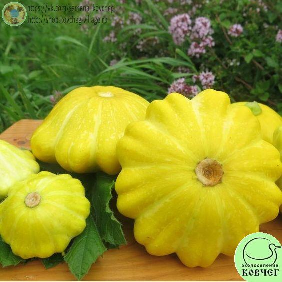 Патиссон 6. Жёлтый 2_1 2021г. Семена патиссона Лимонадный Джо