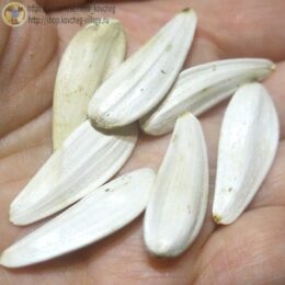 Семена подсолнечника Тараумара