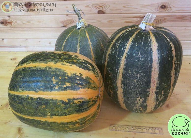 Тыква 42. Френч Турс (8)_1_1 Семена тыквы  Френч Турс