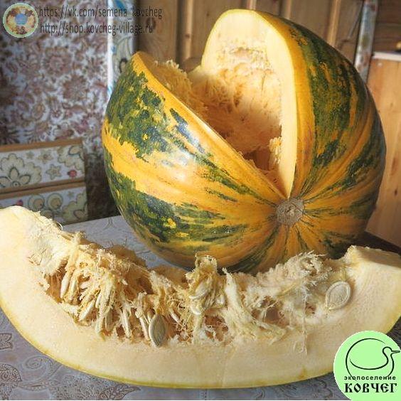 Тыква 42. Френч Турс_1 Семена тыквы  Френч Турс