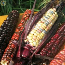 Семена кукурузы Цветная кукуруза ацтеков
