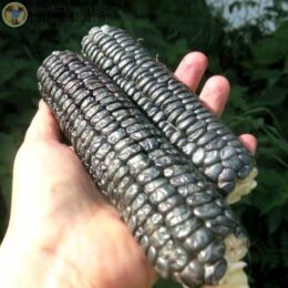 2023г. Семена кукурузы Чёрная кукуруза ацтеков