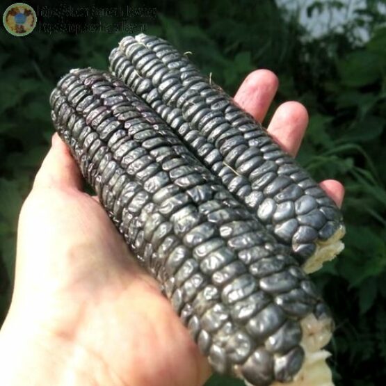 Семена кукурузы Чёрная кукуруза ацтеков