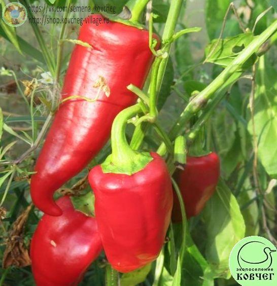 п1. Red giant krim_1 2020г. Семена перца сладкого Red giant krim