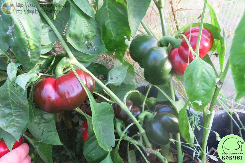 п18. Ред рифлед (4)_1_1 2020г. Семена перца сладкого Ред рифлед