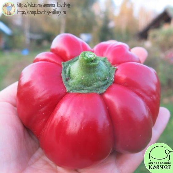 п18. Ред рифлед_1 2020г. Семена перца сладкого Ред рифлед