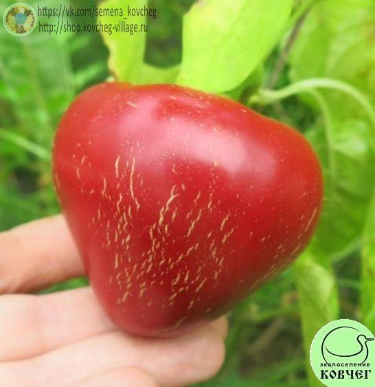 п8. Гогошар красный_1 2024г. Семена перца сладкого Гогошар красный