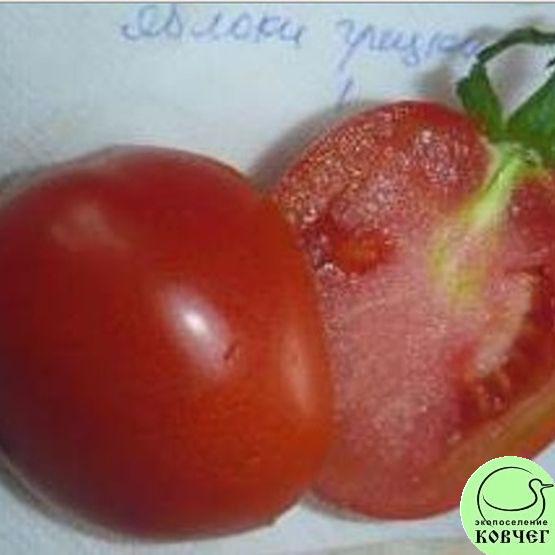 Семена томата Яблоки Грецки