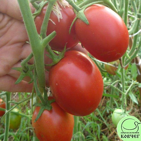 Семена томата Итальянский Квадратный