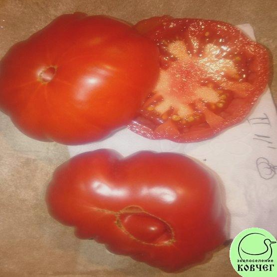 Семена томата Любовное Яблоко