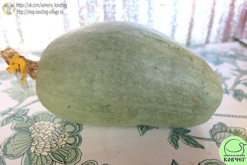Тыква 51. Якима (2)_1 Семена тыквы Якима