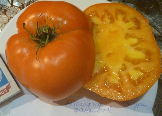 Семена томата Алтайский Оранжевый