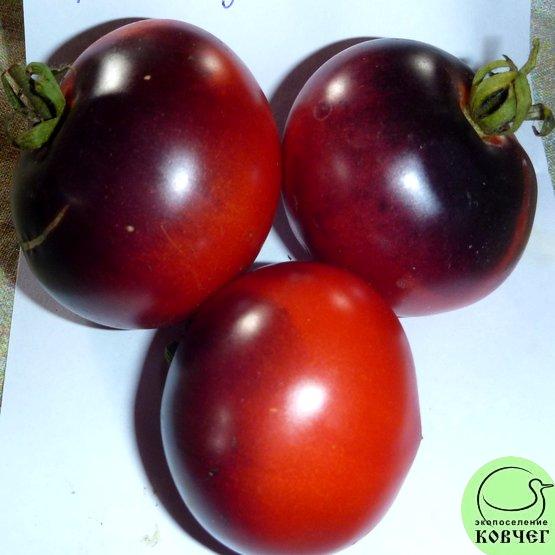 Семена томата Красный Уголь