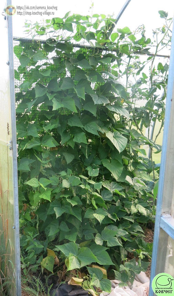 Фасоль Барлота_1_1 Семена фасоли полуспаржевой Барлота