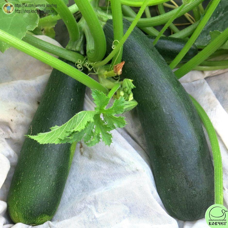 -Цубода_1_1 Семена кабачка Цубода