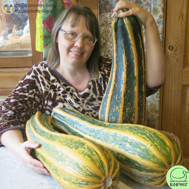 -к15. Цукини Романеско (3)_1_1 Семена кабачка-цуккини Романеско