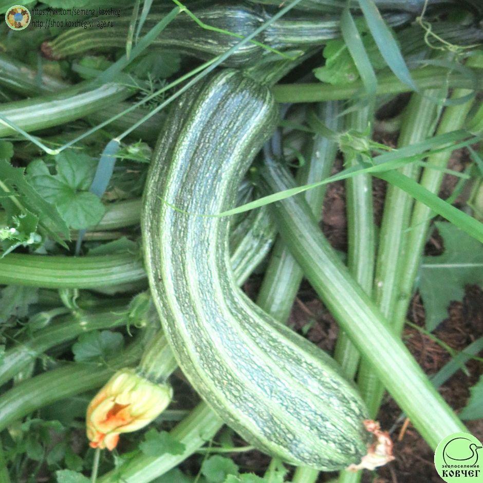 -к15. Цукини Романеско_1_1 Семена кабачка-цуккини Романеско