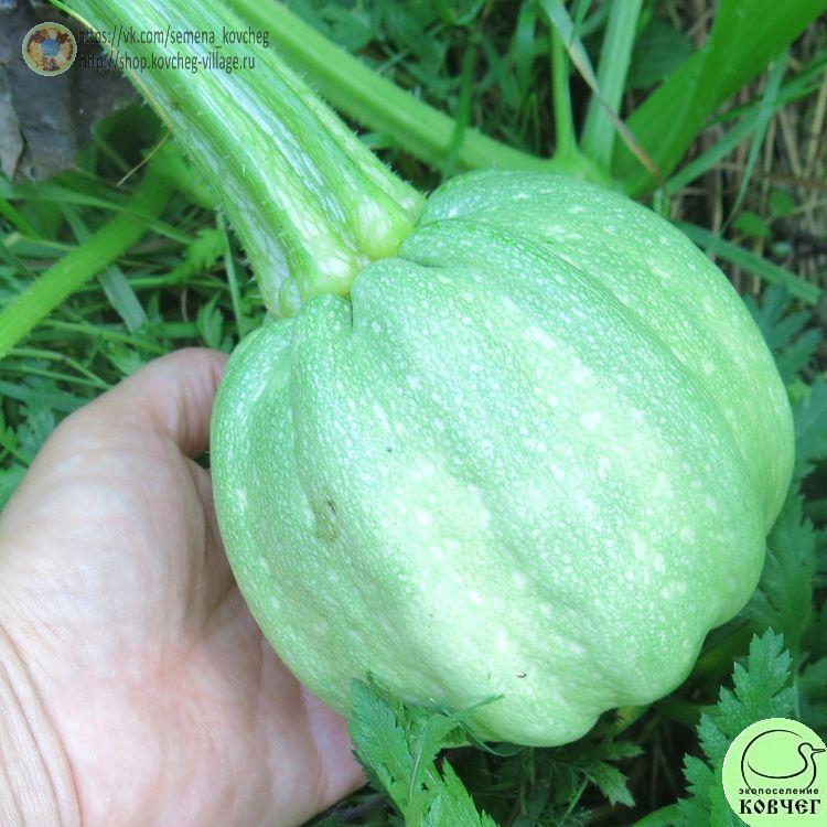 т14. Тыква Камо-камо (7)-_1_1 2025г. Семена тыквы Камо-камо