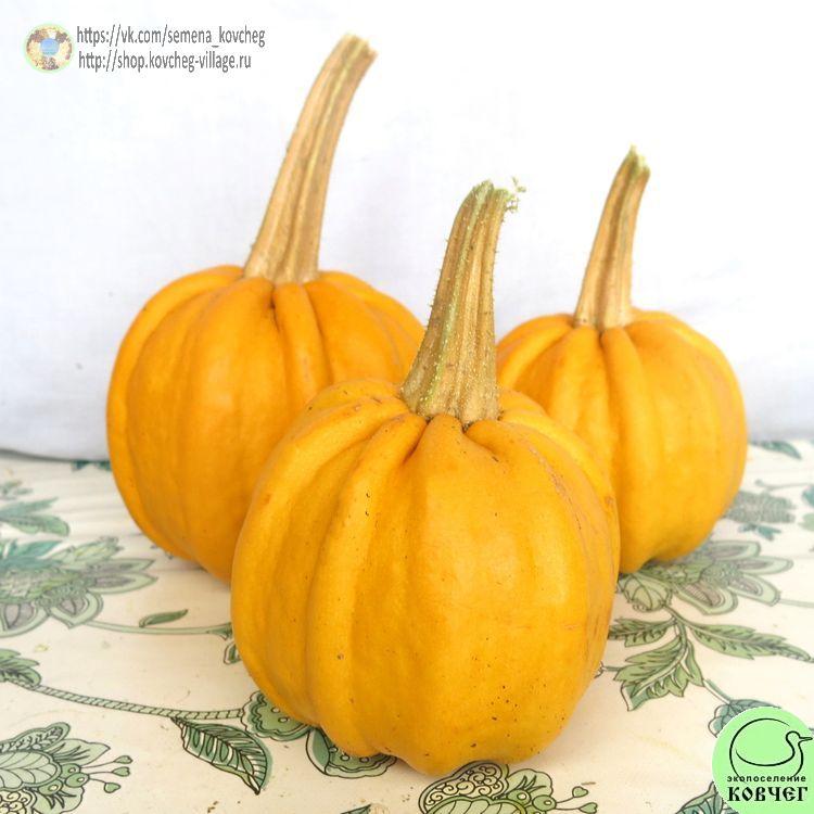 т14. Тыква Камо-камо-_1_1 2025г. Семена тыквы Камо-камо