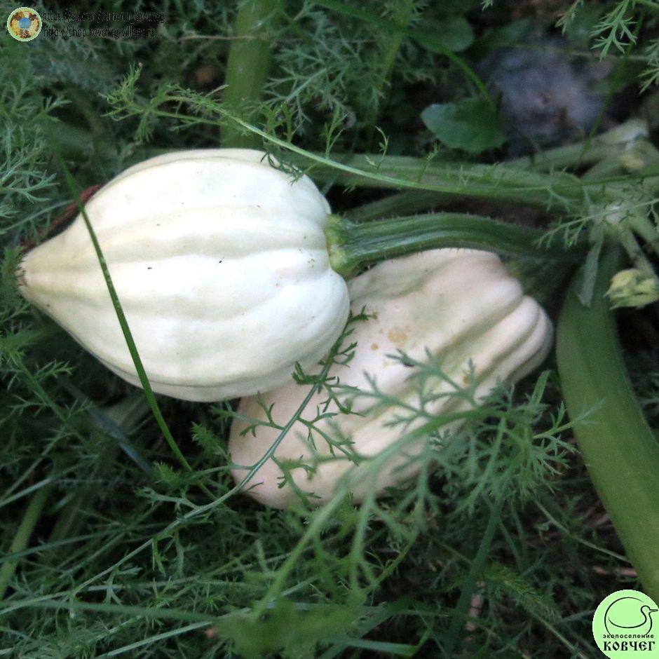 -т33. Тыква Тельма Сандерс (16)_1_1 Семена тыквы Тельма Сандерс