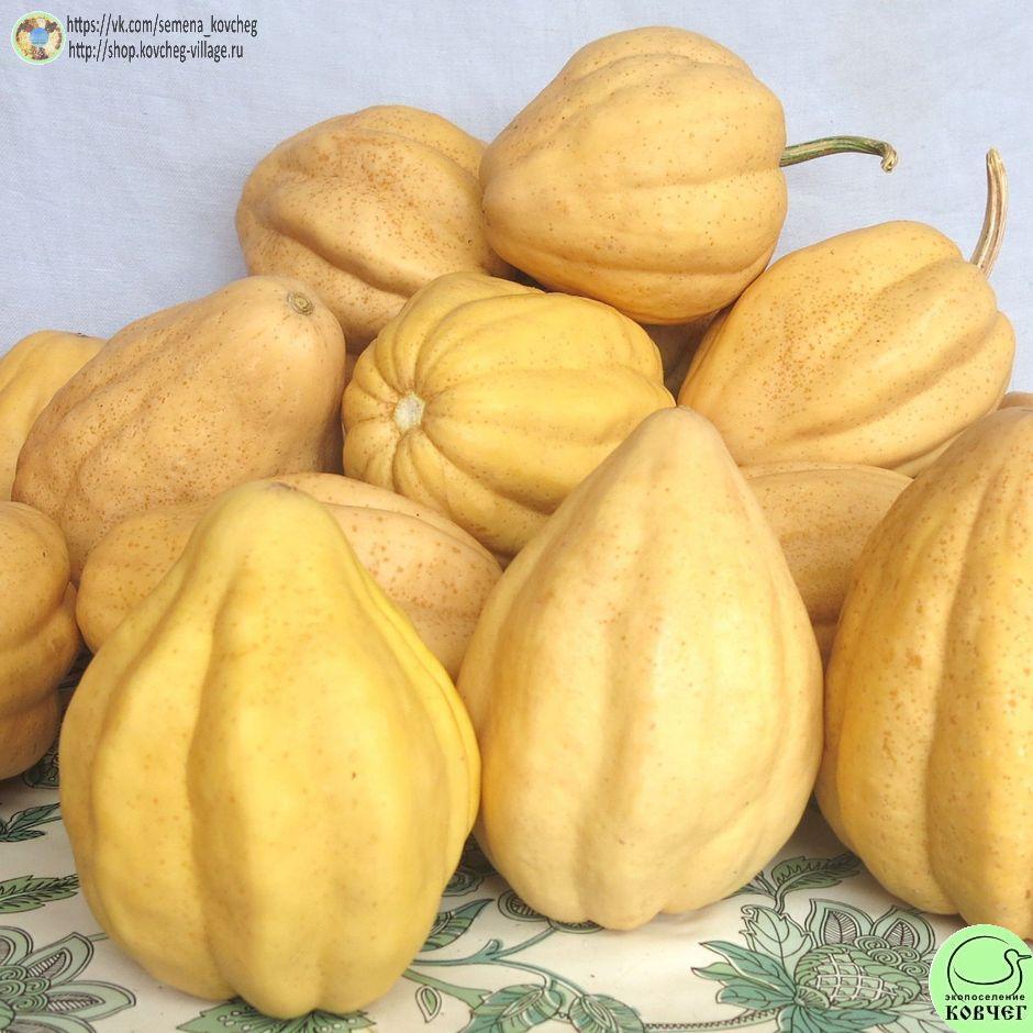 -т33. Тыква Тельма Сандерс (2)_1_1 Семена тыквы Тельма Сандерс