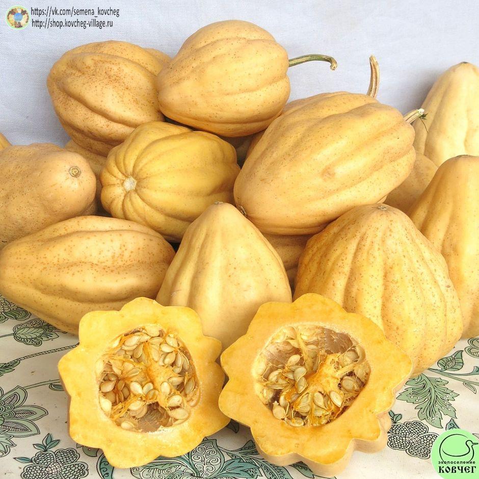 -т33. Тыква Тельма Сандерс (9)_1_1 Семена тыквы Тельма Сандерс