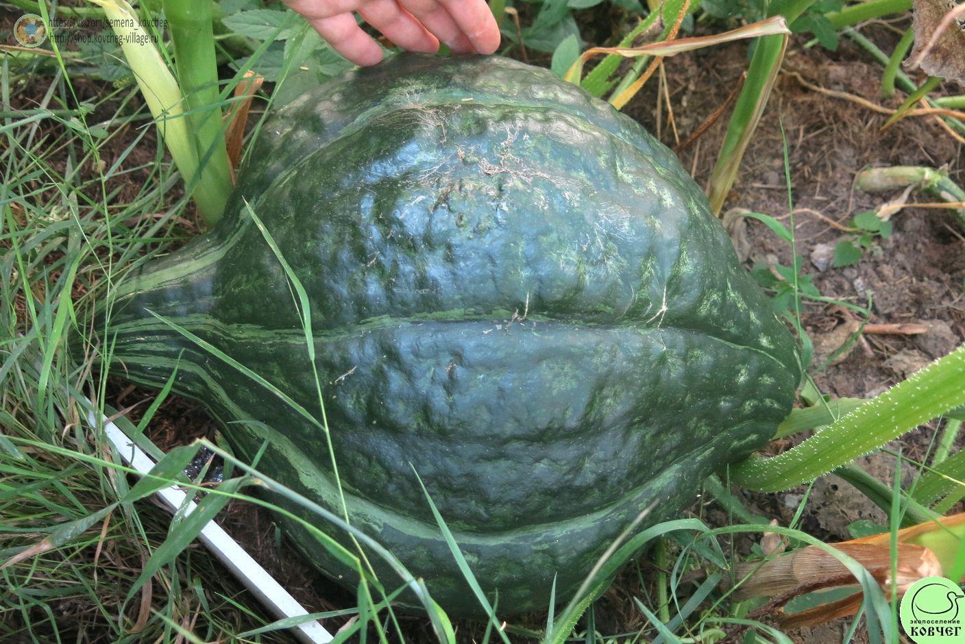 т10. Тыква Зеленый Хаббард (11)_1_1 Семена тыквы Зелёный Хаббард