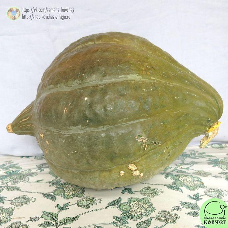 т10. Тыква Зеленый Хаббард (4)_1_1 Семена тыквы Зелёный Хаббард