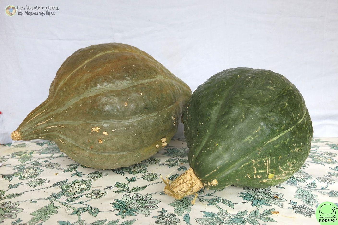 т10. Тыква Зеленый Хаббард (5)_1_1 Семена тыквы Зелёный Хаббард