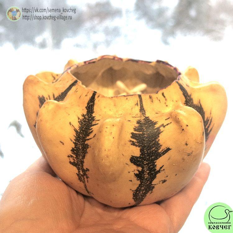 т17. Тыква Корона (10)_1_1 Семена тыквы Корона